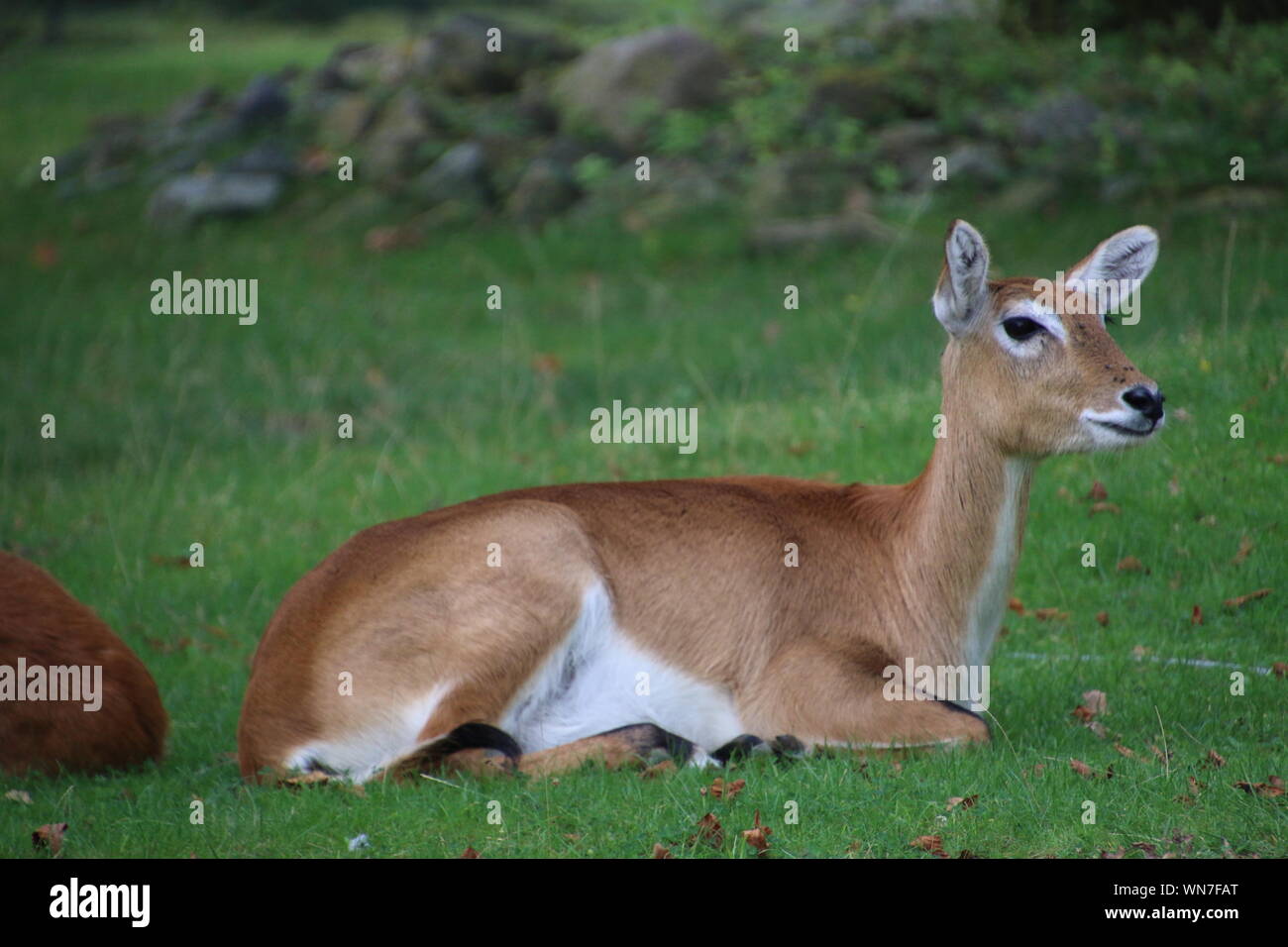 Südliche litschi Antilopen Kobus leche auf Gras Stockfoto