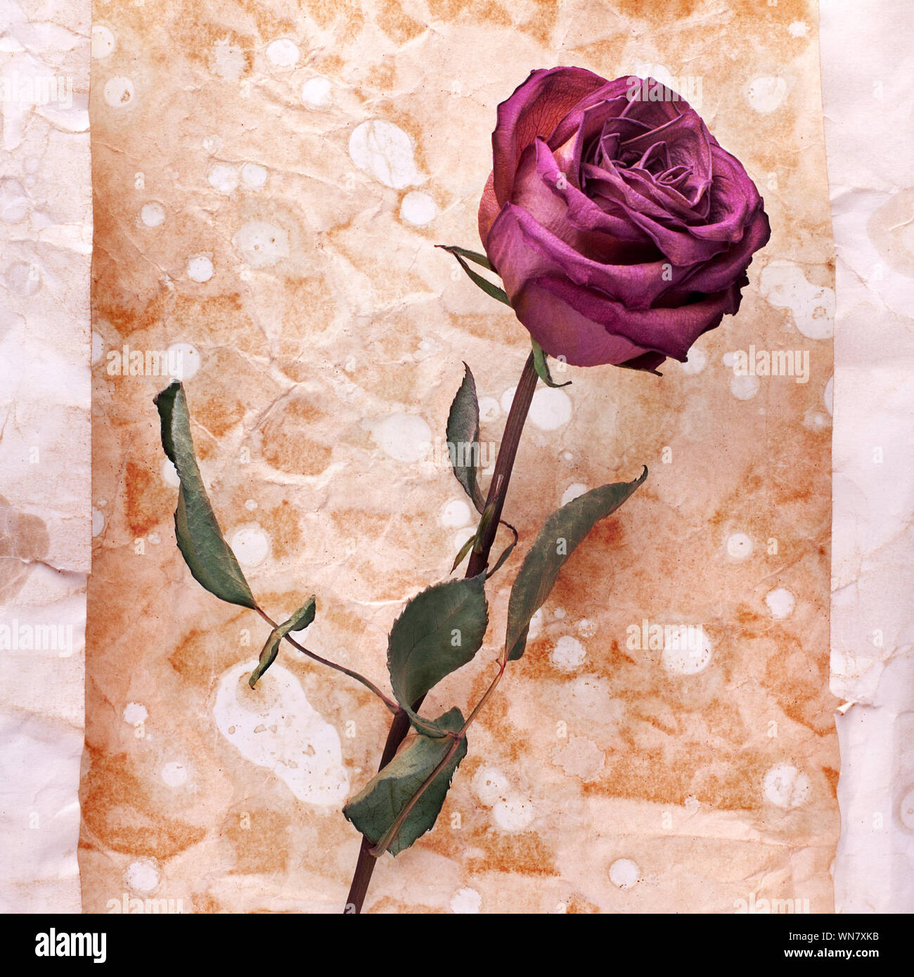 Eine burgund Rose Blume auf zerknitterte im Alter von Papier Hintergrund Nahaufnahme, urlaub Einladung oder romantische vintage Blumen Grußkarte Design lackiert Stockfoto