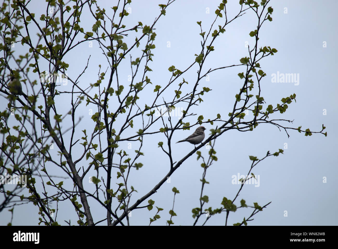 Arktis redpoll (Acanthis hornemanni) oder Hybrid mit Common redpoll im Frühjahr Northern Forest, Taiga. Birke die Blätter. Lappland Stockfoto
