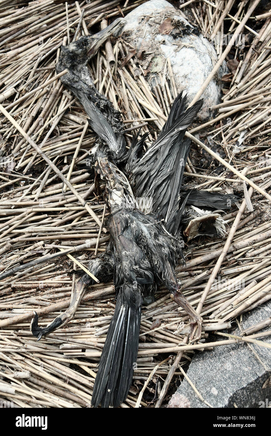 Die Leiche eines schwarzen Vogel kann ein wenig einschüchternd wie denizen der Hölle (FIEND), gruselig sein. Meer raven Stockfoto