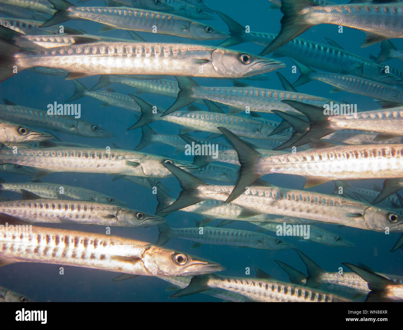 Barracuda im Roten Meer Stockfoto