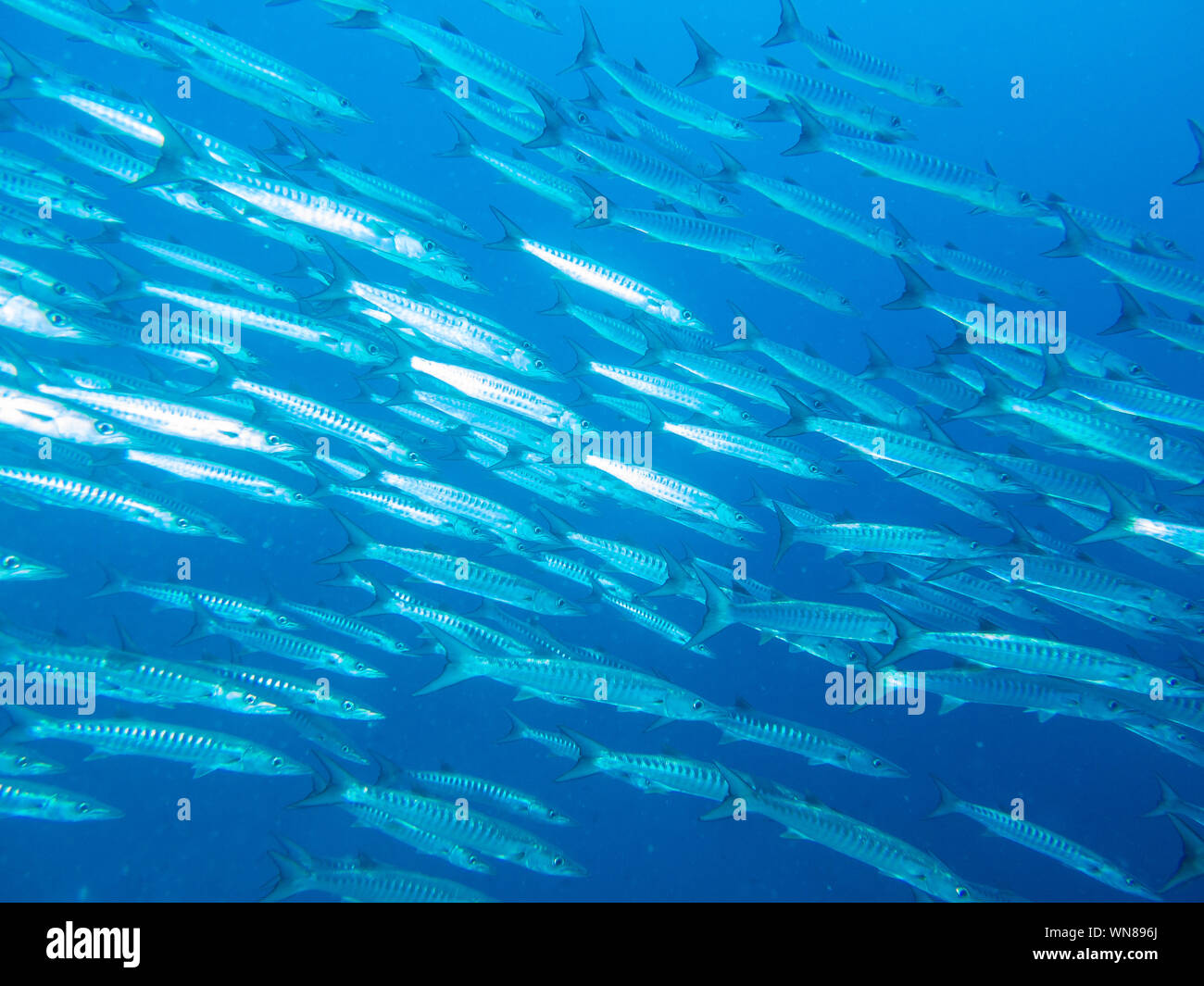 Barracuda im Roten Meer Stockfoto