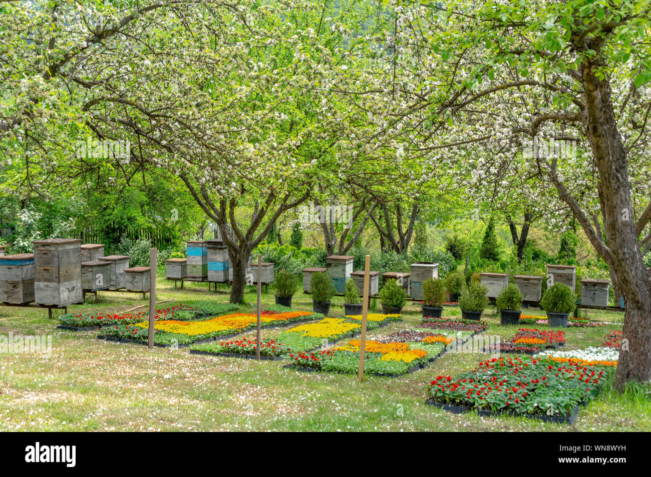 Bienenkörbe in einem schönen blühenden Garten, Bio-Honigproduktion in der Nähe von Borjomi, Georgia Stockfoto