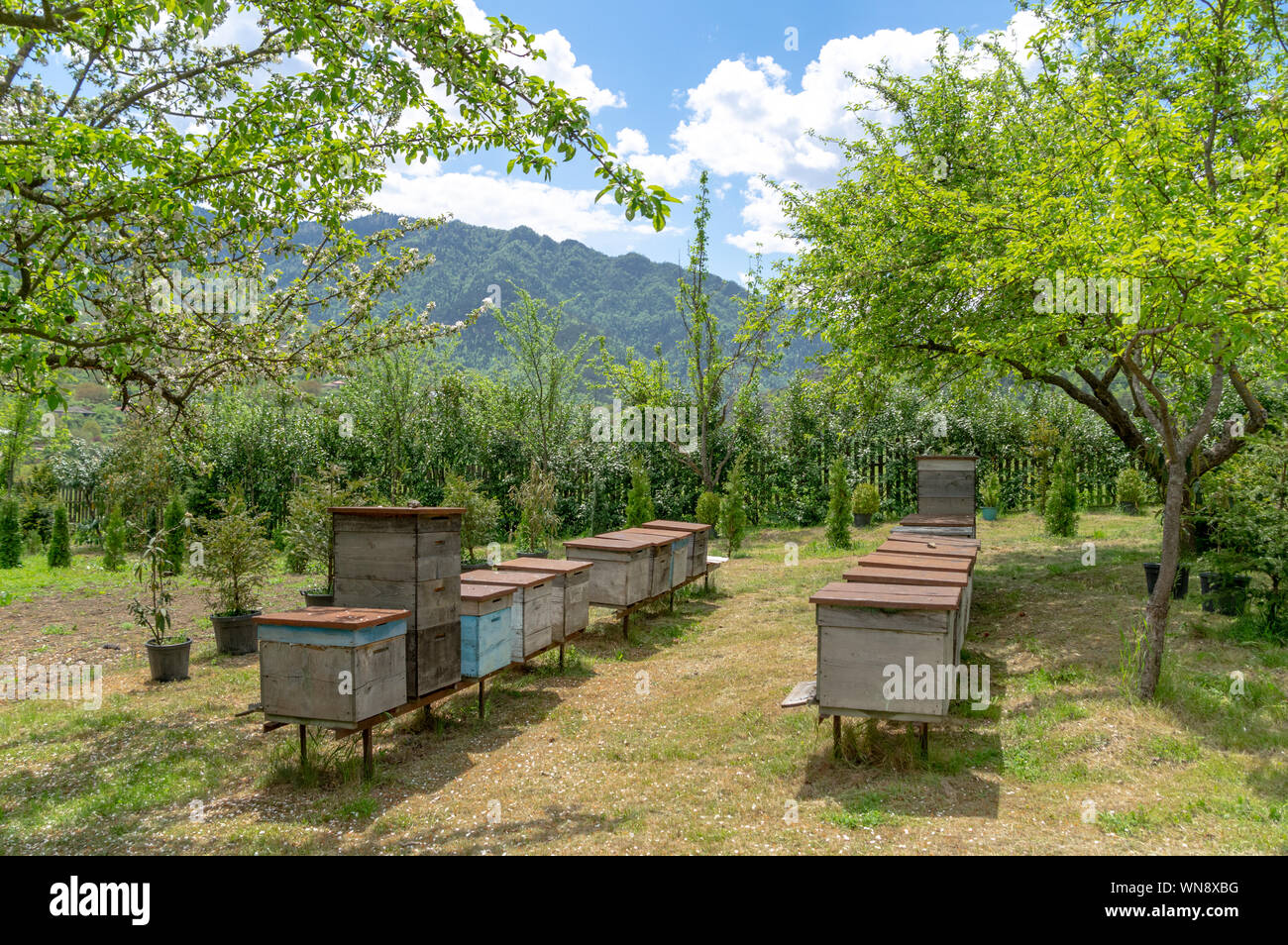 Bienenkörbe in einem schönen blühenden Garten, Bio-Honigproduktion in der Nähe von Borjomi, Georgia Stockfoto