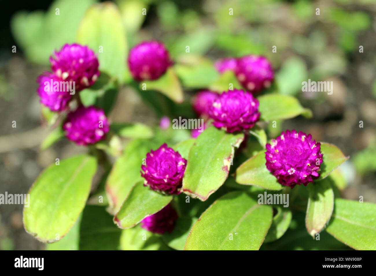 Kleine lila Blüten Stockfoto