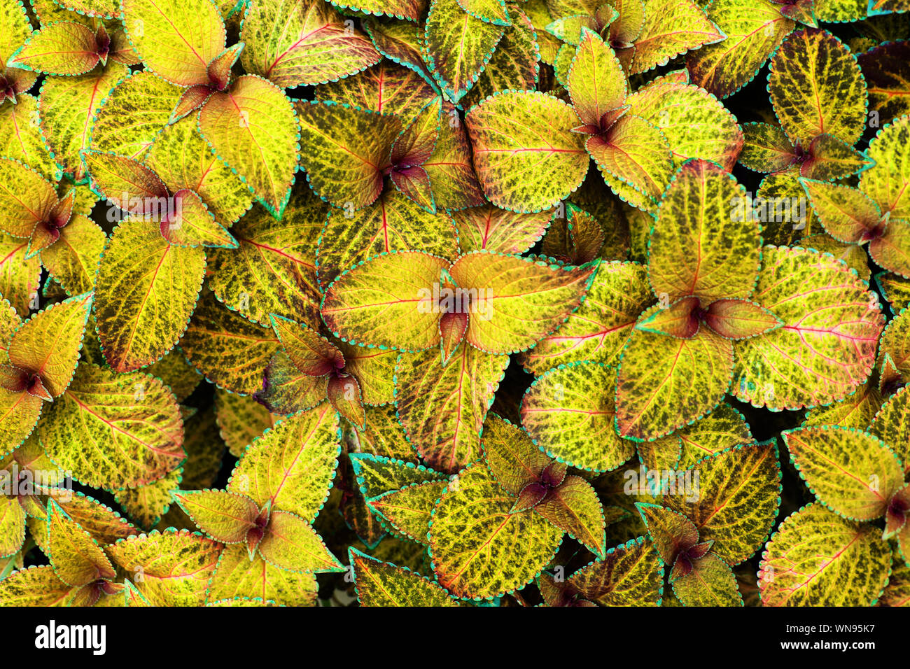 Coleus gelbe und grüne Blätter dekorativen Hintergrund Nahaufnahme, lackiert Brennnessel blühende Pflanze, helles Laub Textur, abstrakte natur blumen muster Stockfoto