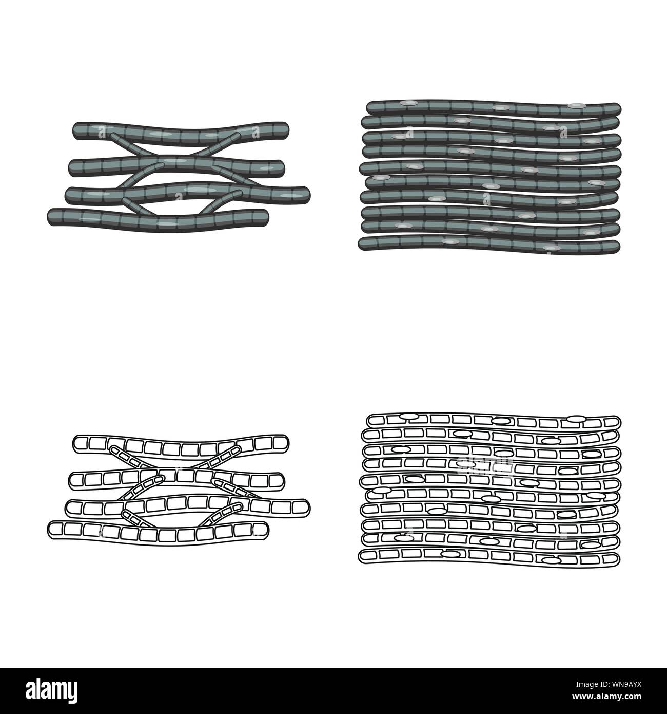 Vektor Design der Faser und muskulös. Sammlung von Faser- und Körper vektor Symbol für das Lager. Stock Vektor