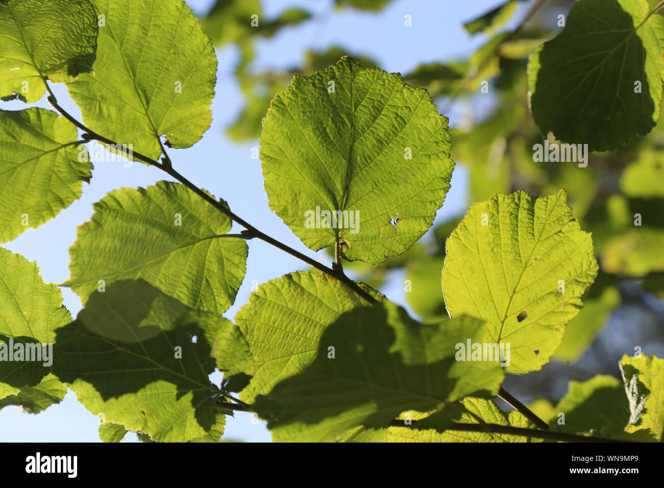 Gemeinsame Alnus (Erle) Stockfoto