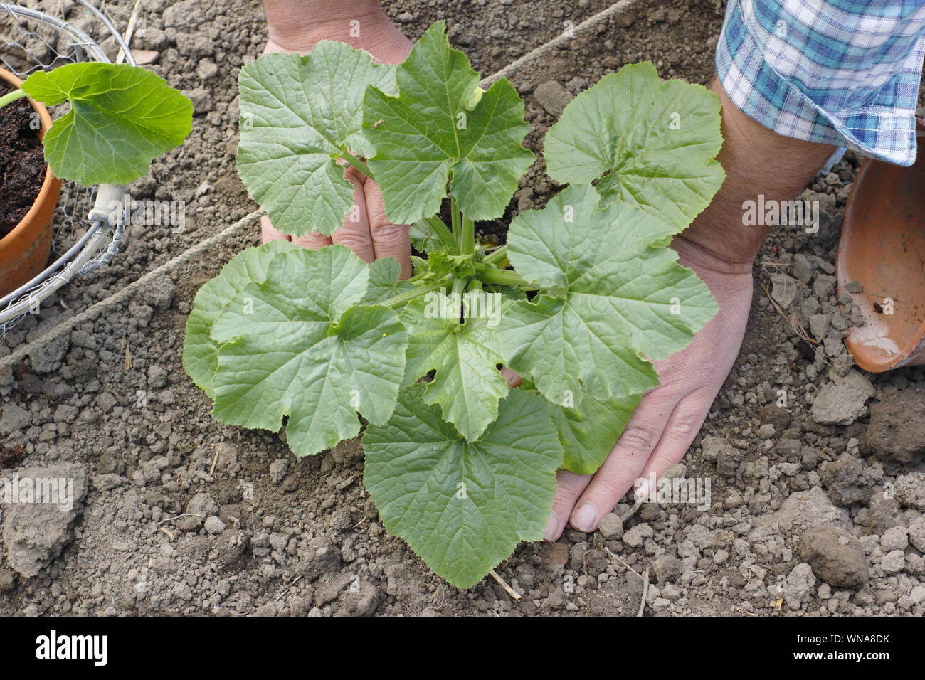 Cucurbita pepo 'Black Beauty'. Straffung in den jungen Zucchini Pflanzen nach dem Auspflanzen Stockfoto