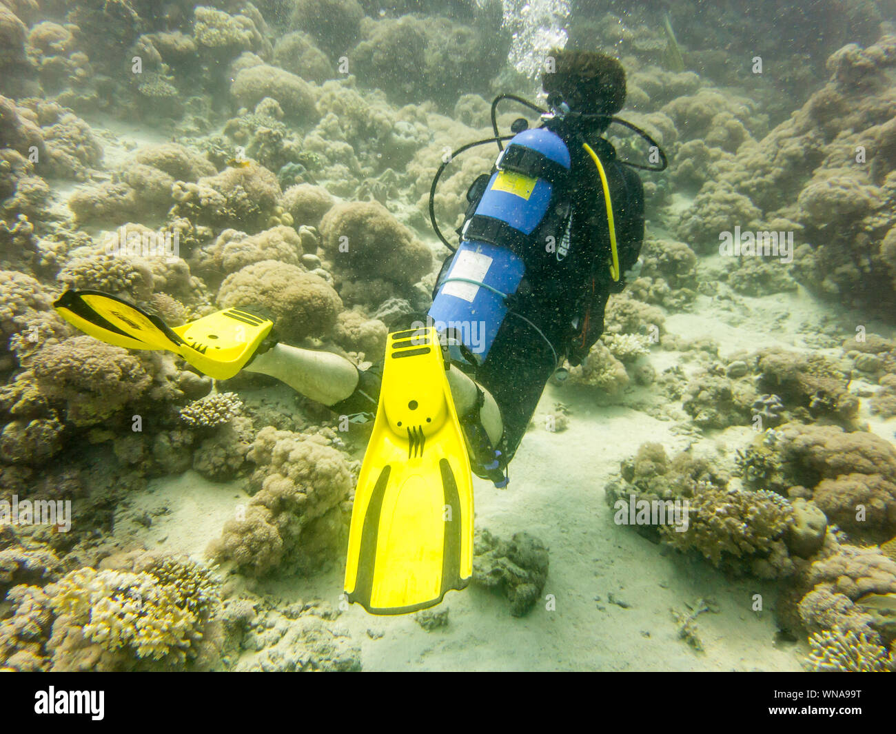 Tauchen im Roten Meer Stockfoto