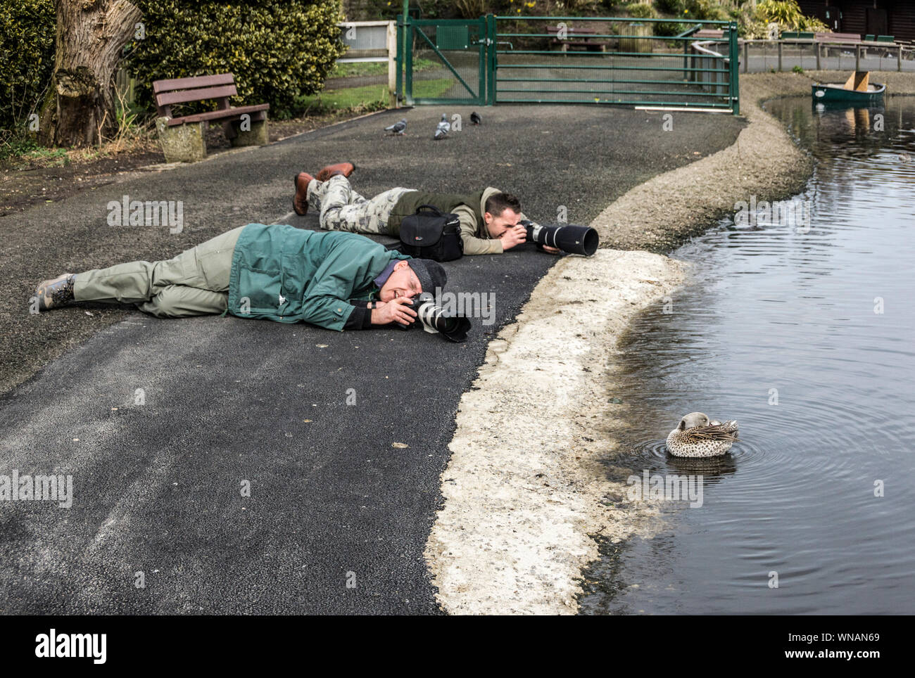 WWT Martin Mere Lancs. England.Zwei Vogelfotografen "machen sich auf den Job", ein männliches Cape Teal (Anas Capensis) zu fotografieren. Stockfoto