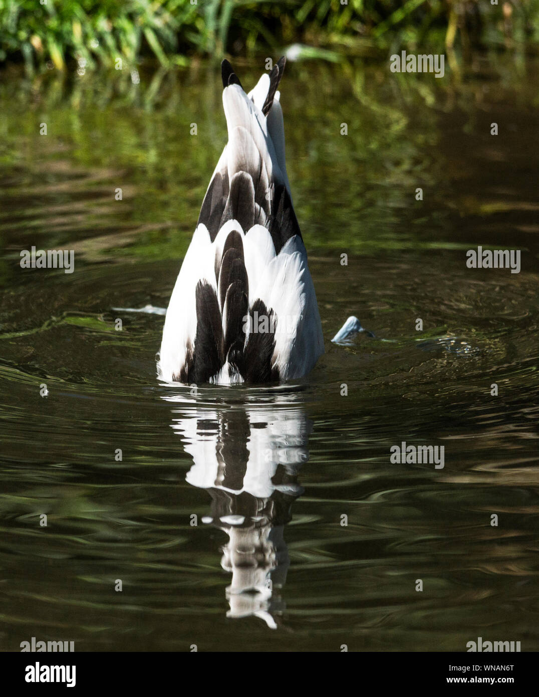 Säbelschnäbler (Recurvirostra Avosetta). Bis Nach - Ende zu füttern. Le Teich Nature Reserve. Arcachon. Abt. Gironde. Südwesten Frankreich. Stockfoto