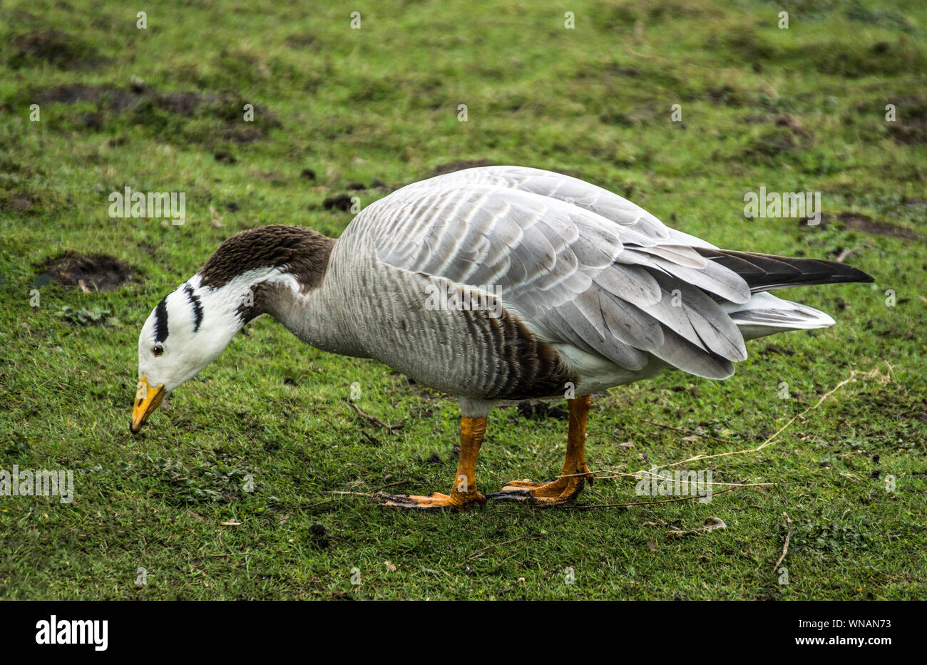 Die Bar-headed Goose (Anser indicus) Rassen in den Highlands von Zentralasien und wandert über und hinter die Berge des Himalaja in Indien. Stockfoto