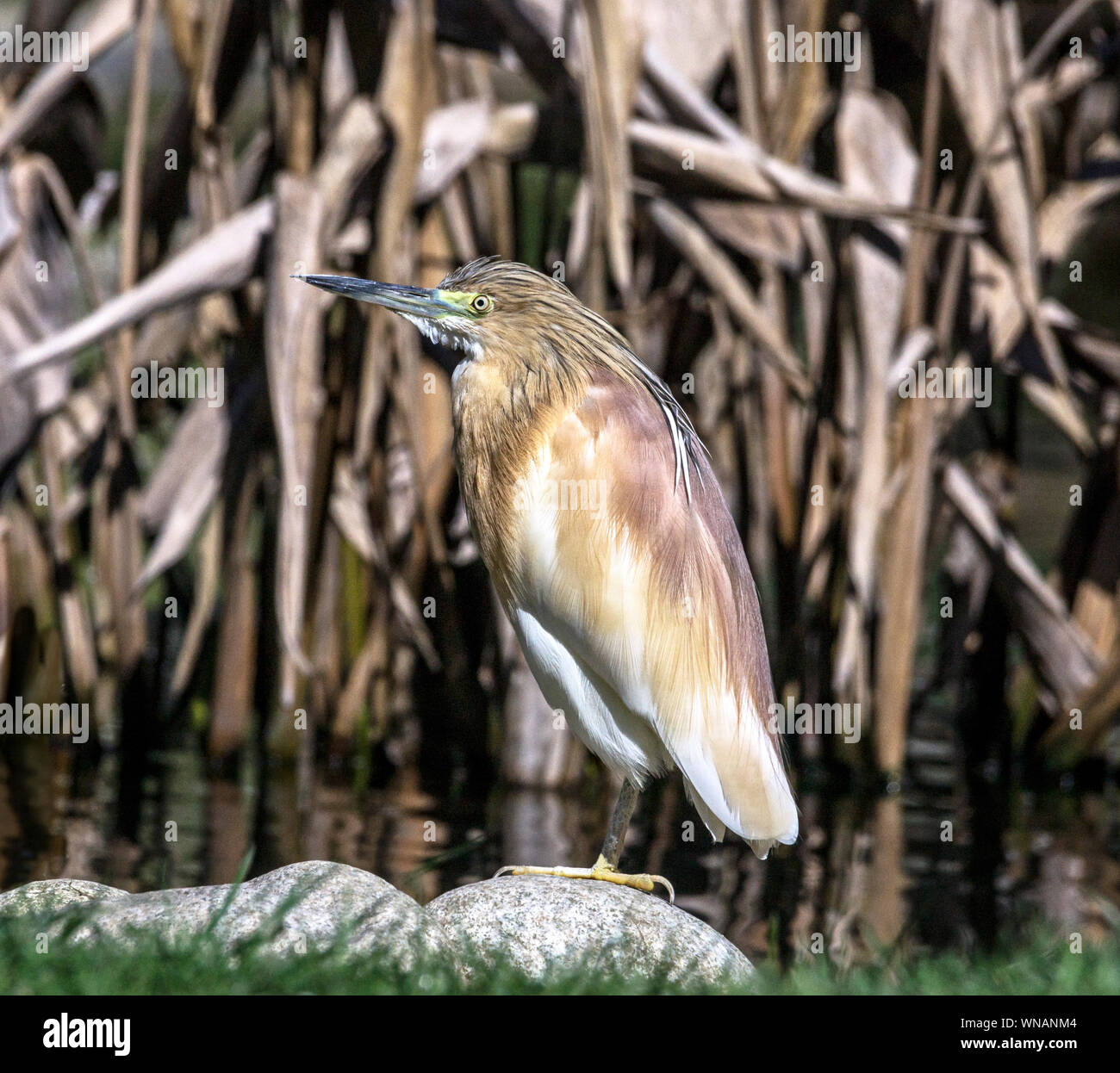 Squacco Heron (Ardeola ralloides). Erwachsenen Vogel in der Zucht Gefieder Stockfoto