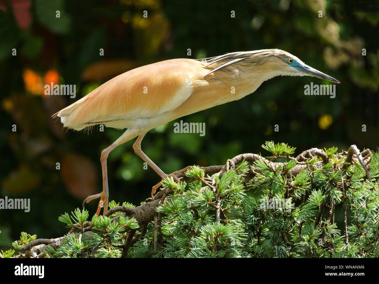 Squacco Heron (Ardeola ralloides). Erwachsenen Vogel in der Zucht Gefieder. Stockfoto