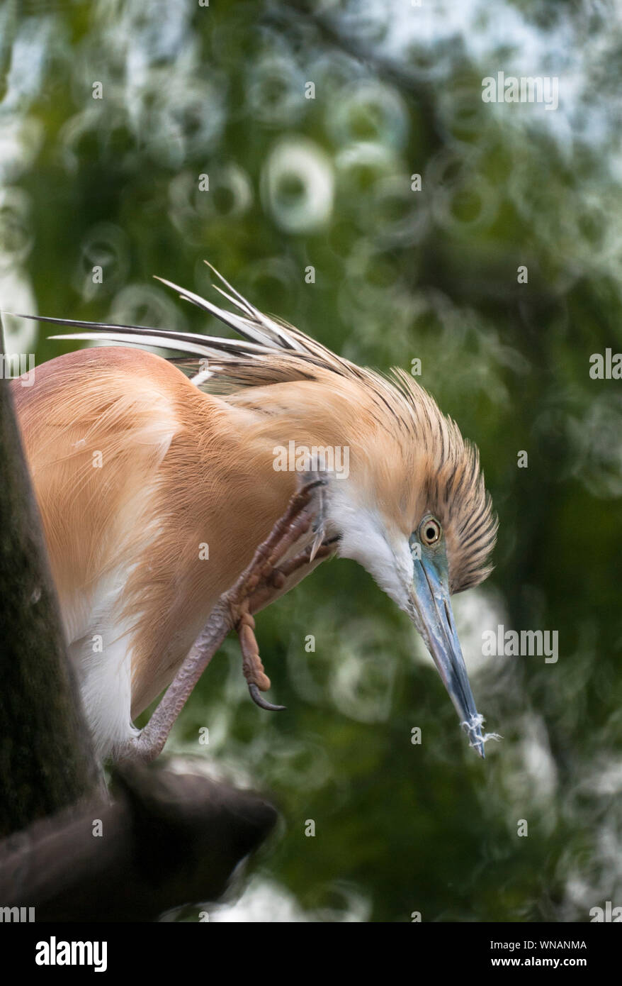 Squacco Heron (Ardeola ralloides). Erwachsenen Vogel in der Zucht Gefieder. in einem Baum gelegen. Vogel putzen. Stockfoto