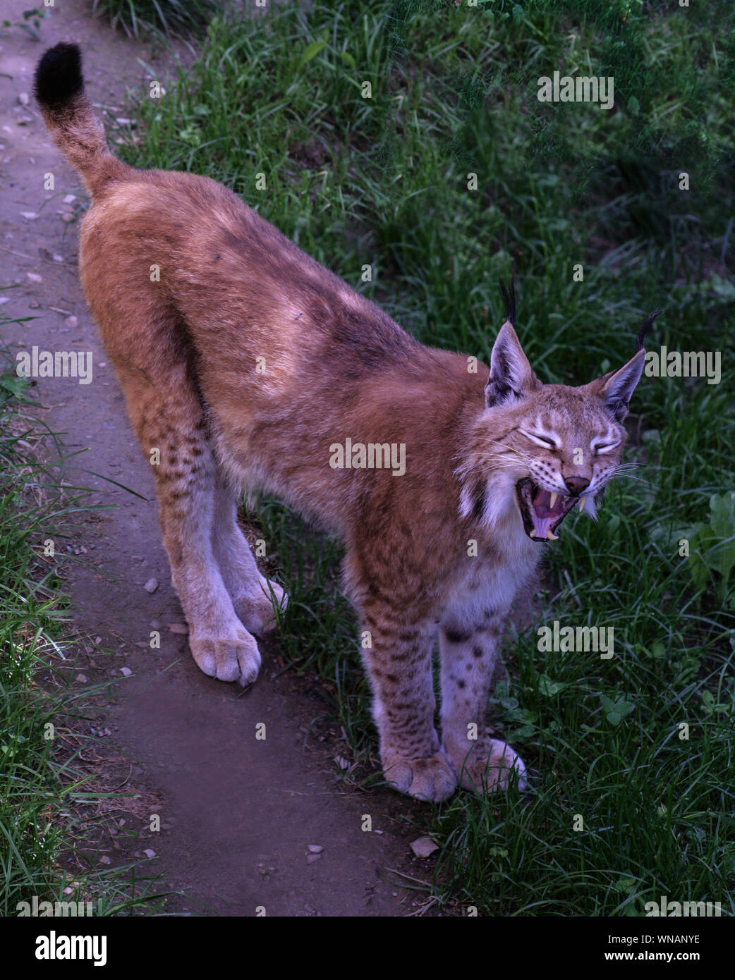 Säugetier. Luchs (Felis lynx). Foto bei Argelles-Gazost Zoo. Südwesten Frankreichs. Stockfoto