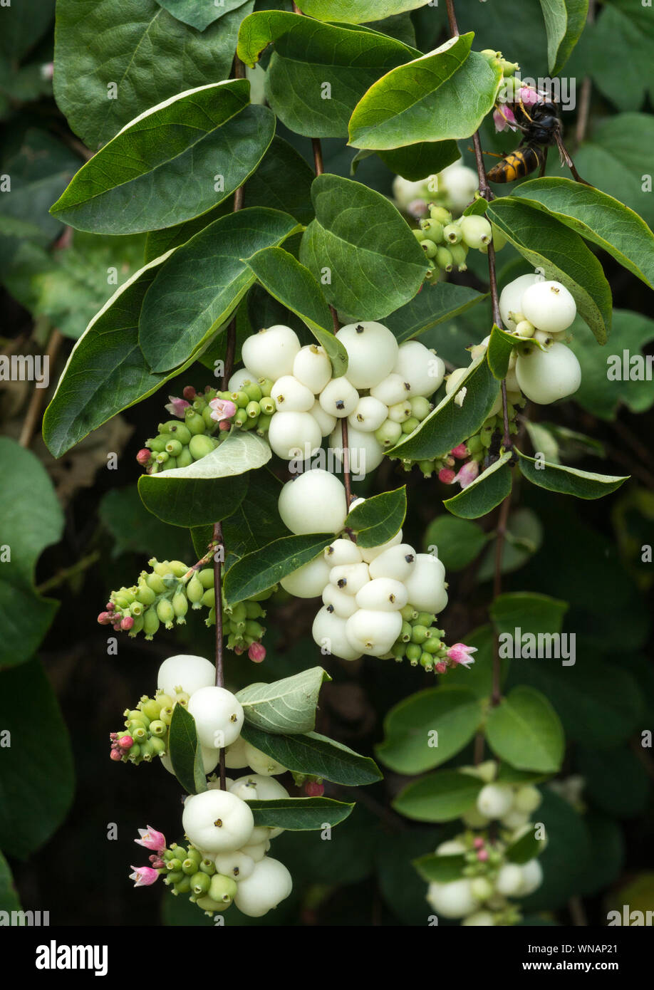 Anlage. Strauch. weiter zum snowberry (Symphoricarpos). Blumen und Beeren. Südwesten Frankreichs. Stockfoto