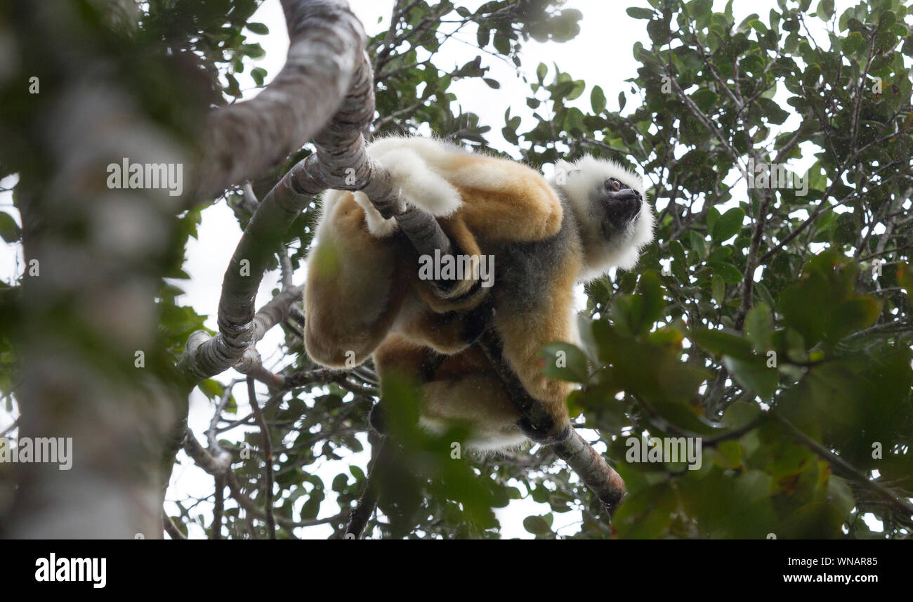 Golden Sifaka, tanzenden Lemuren von Madagaskar, Afrika Stockfoto