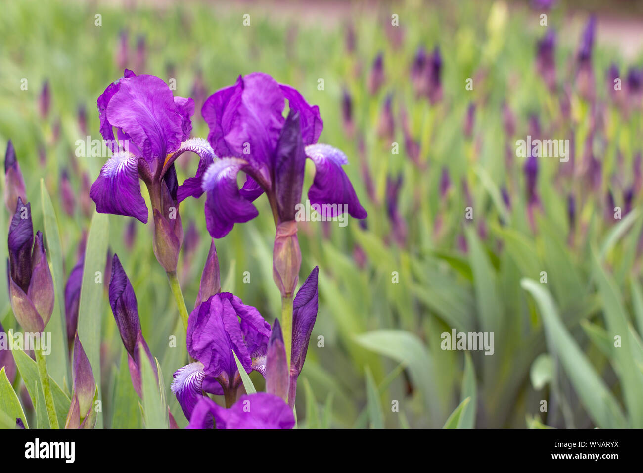 Fleur de Lis Blumenbeet. Blume de Luce blühen. Frühling Blumen blühen. Stockfoto