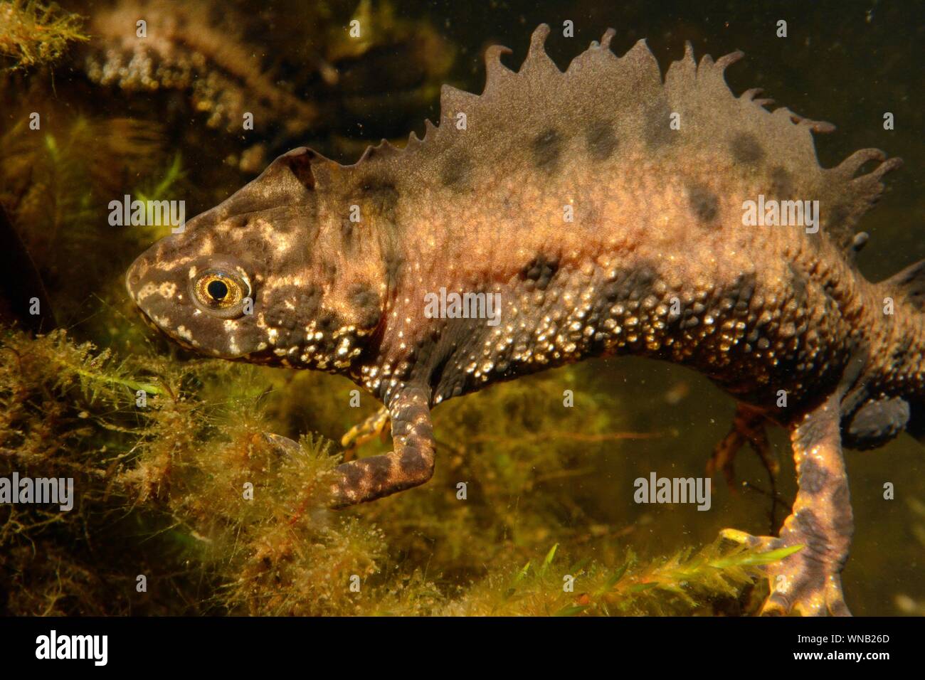 Great crested Newt (Triturus cristatus) männlich in einem Garten Teich in der Nacht, in der Nähe von Wells, Somerset, UK, März. Unter Lizenz fotografiert. Stockfoto