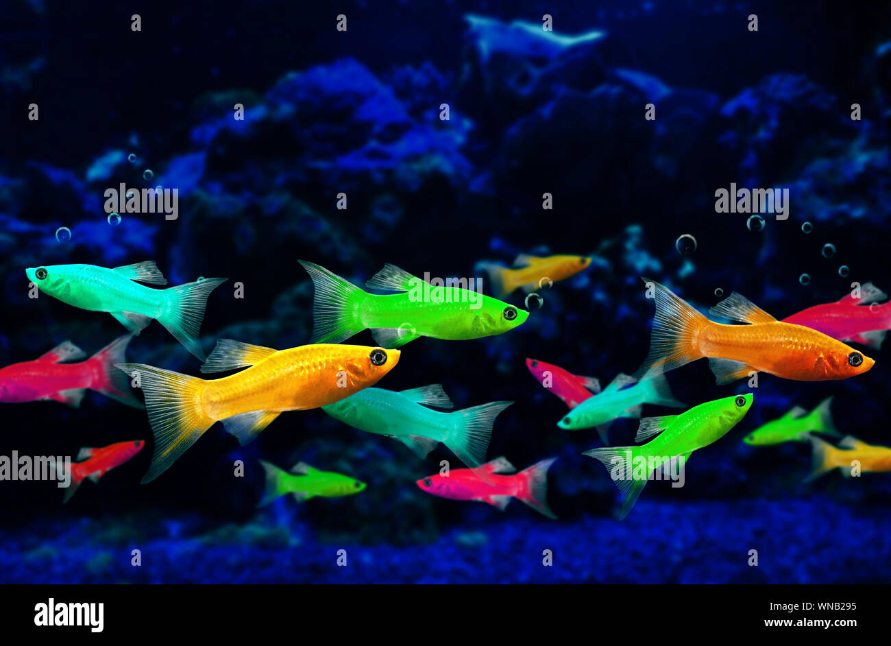 Glofish, Gentechnisch veränderte Fische in einem Aquarium Leuchtstoffröhre Stockfoto