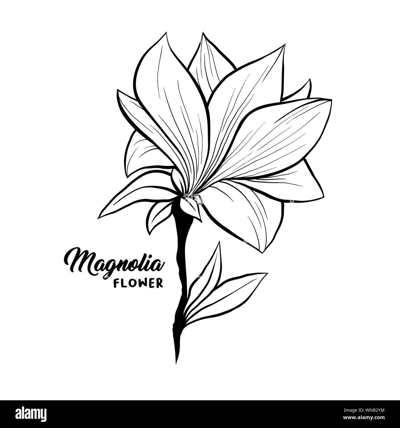 Magnolienblüte in Blüte, schöne Inneneinrichtung und Innenarchitektur, isolierte Illustration Vektor. Florale Außenkontur zeichnen für Laser Spur Dateien. Spring Blossom. Wildflower botanische Anlage. Stock Vektor