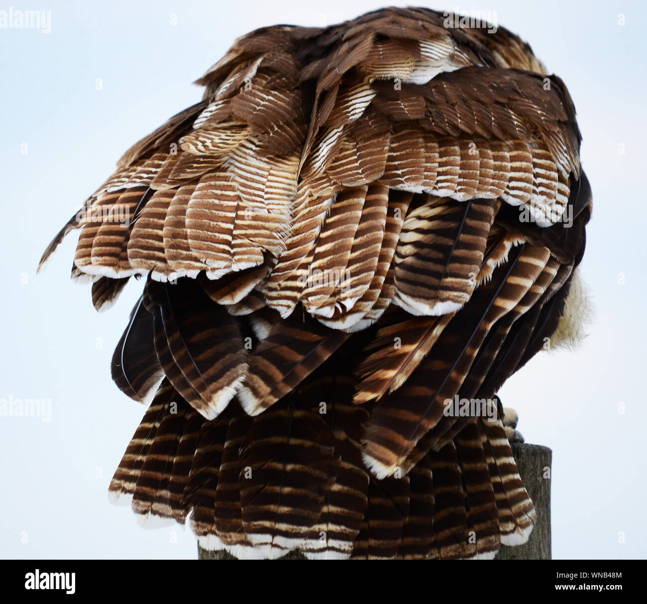 Asiatische Holz Eule Federn (Strix leptogrammica) Stockfoto