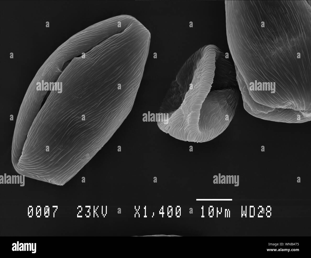 Pollenzelle Fotos und Bildmaterial in hoher Auflösung Alamy