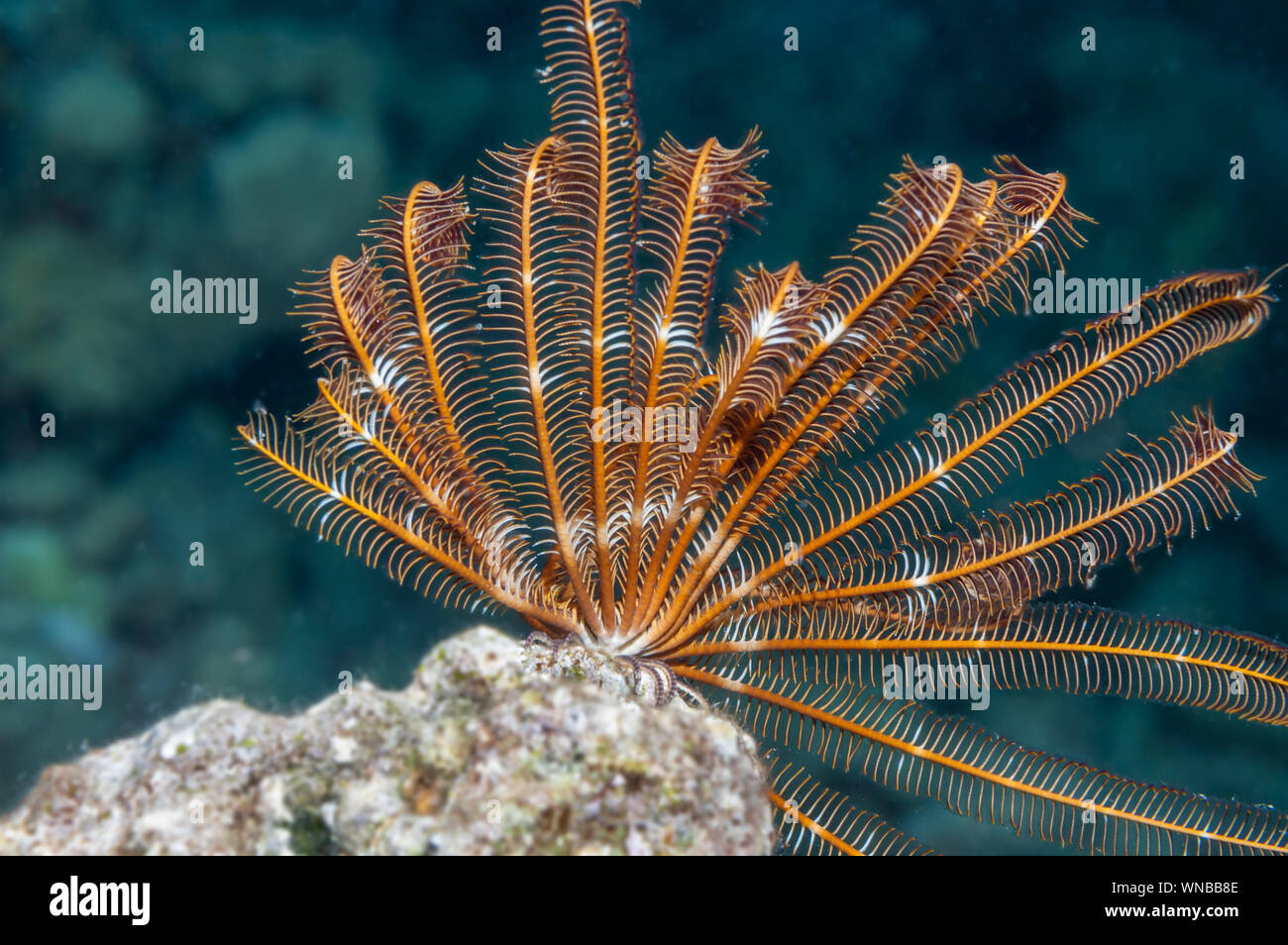 Federsterne Red Sea Coral Reef Stockfoto