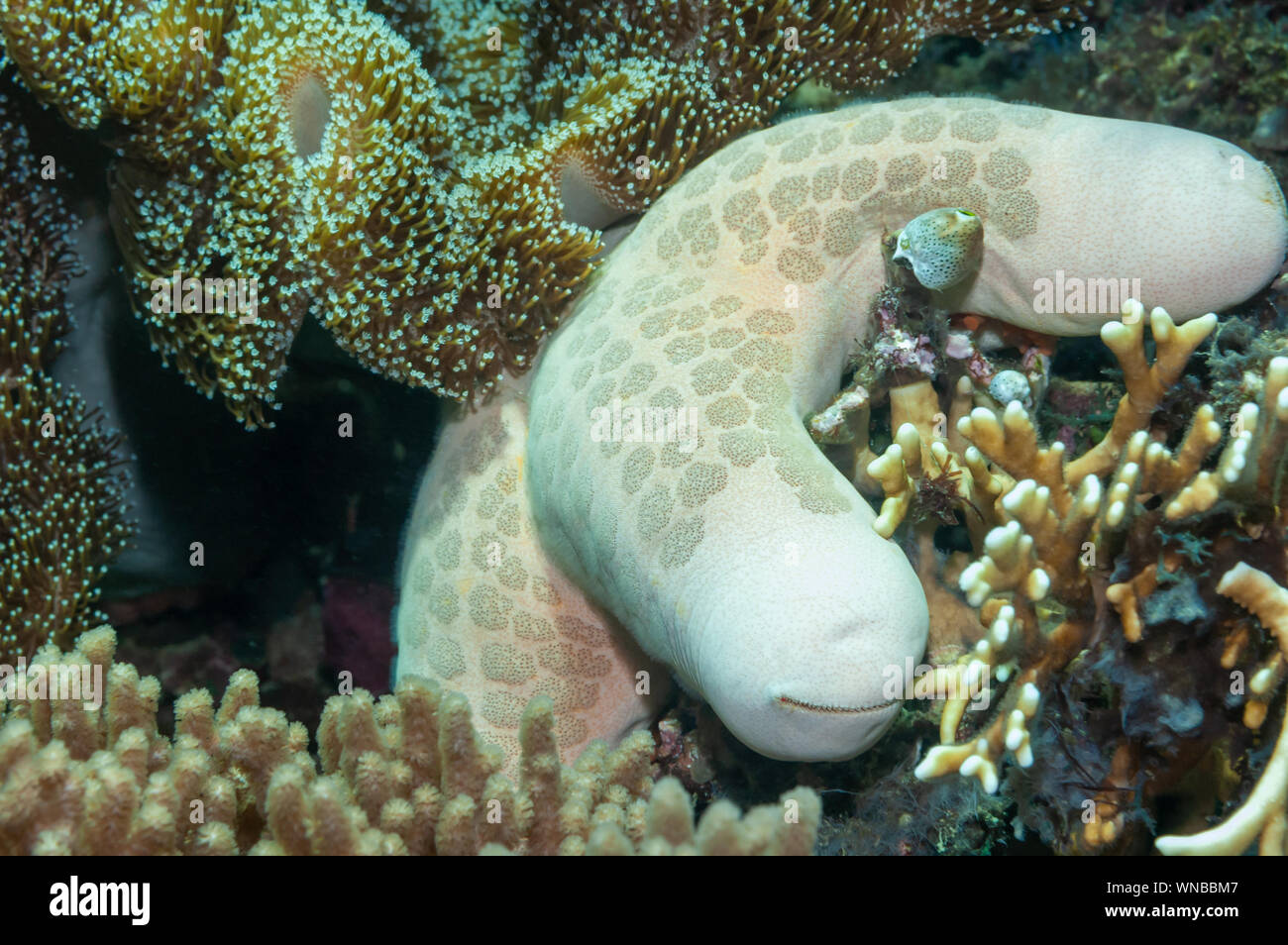 Granulare Sea Star Philippinen Coral Reef Stockfoto