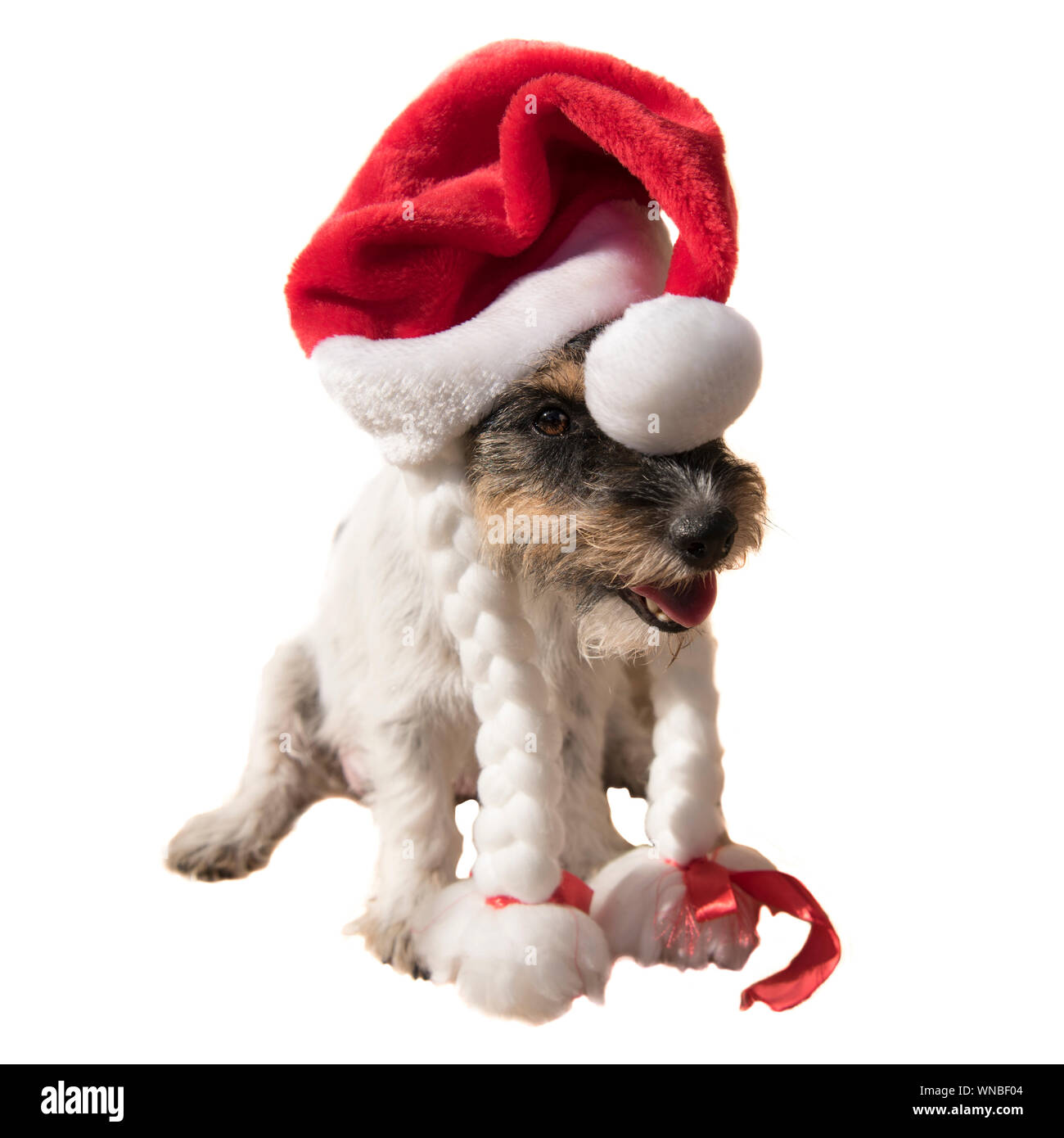 Cute Santa Claus Hundeportrait. Jack Russell Terrier hat eine rote Kappe auf. Der Hut hat einen Stern. Der Hund hat seinen Mund zu öffnen. Er sitzt vor einem whit Stockfoto