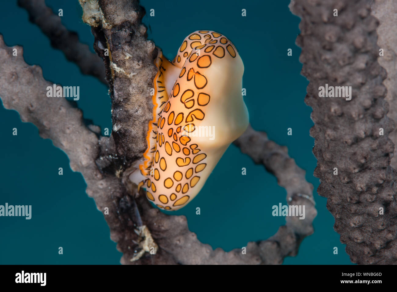 Flamingo Zunge Schnecke am Meer Ventilator Bahamas Stockfoto