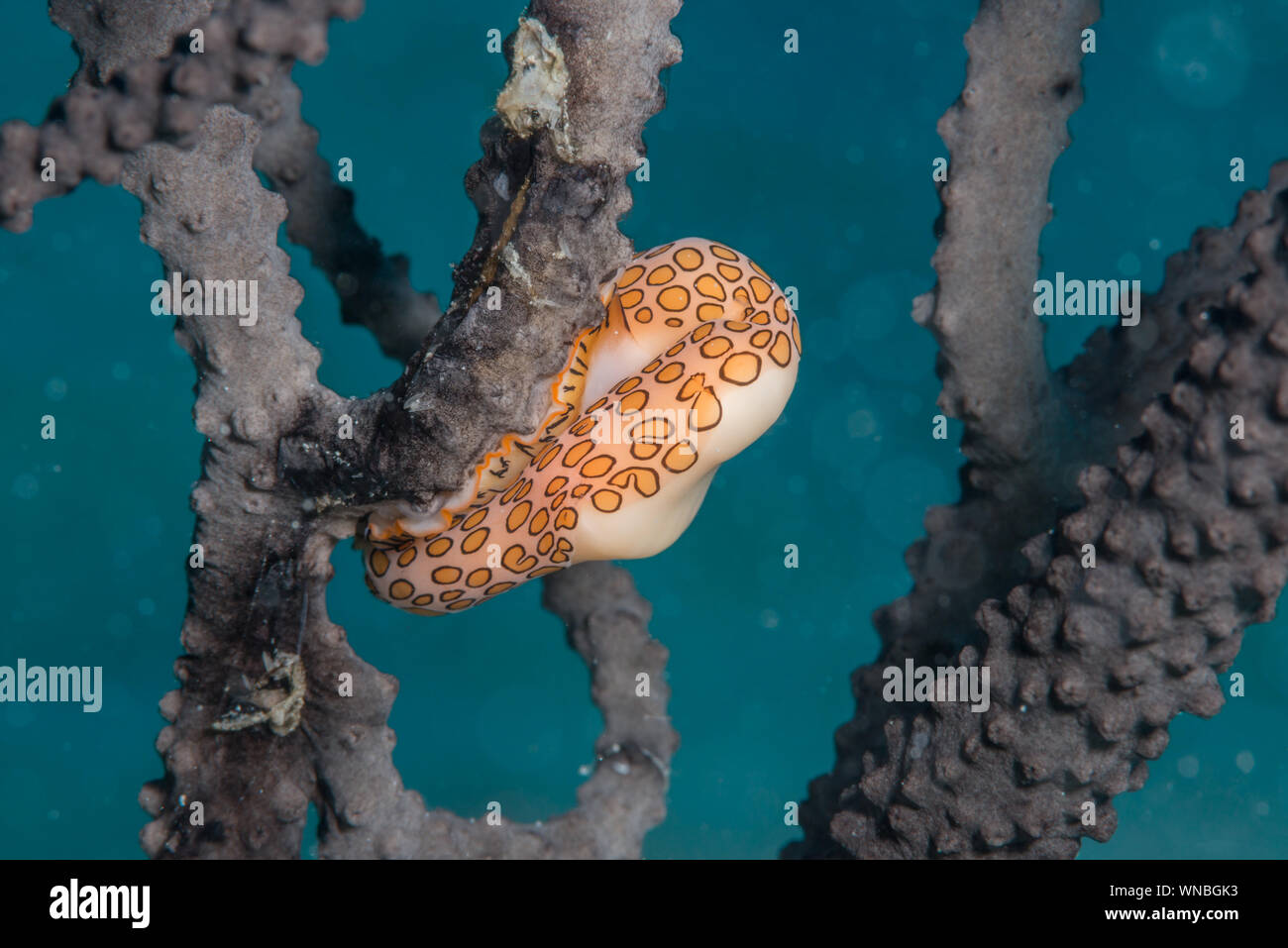 Flamingo Zunge Schnecke diagonal Bahamas Stockfoto