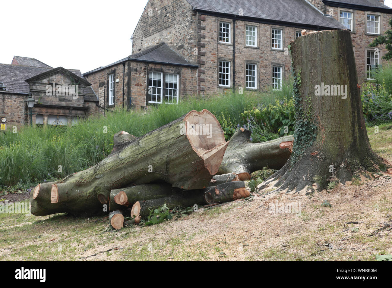 Eine ausgereifte Baum im Schlosspark in Lancaster gefällt, Nordengland Stockfoto