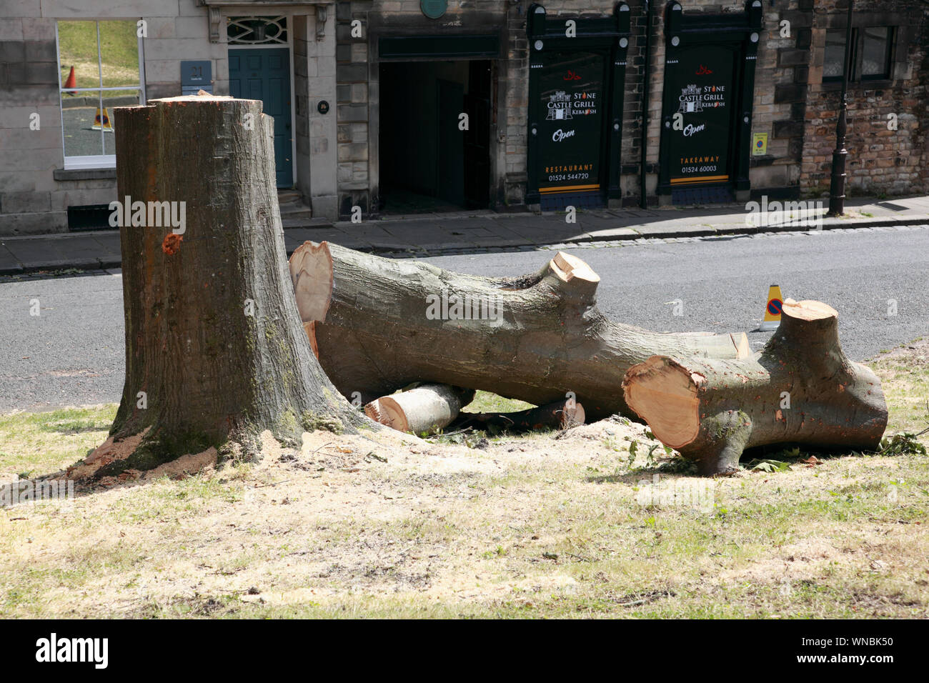 Eine ausgereifte Baum im Schlosspark in Lancaster gefällt, Nordengland Stockfoto