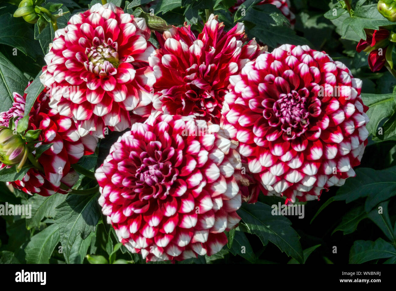 Dahlienblume, weiß-rote Dahlien, Dahlien „Checkers“ formale Dekorative Dahlien Stockfoto