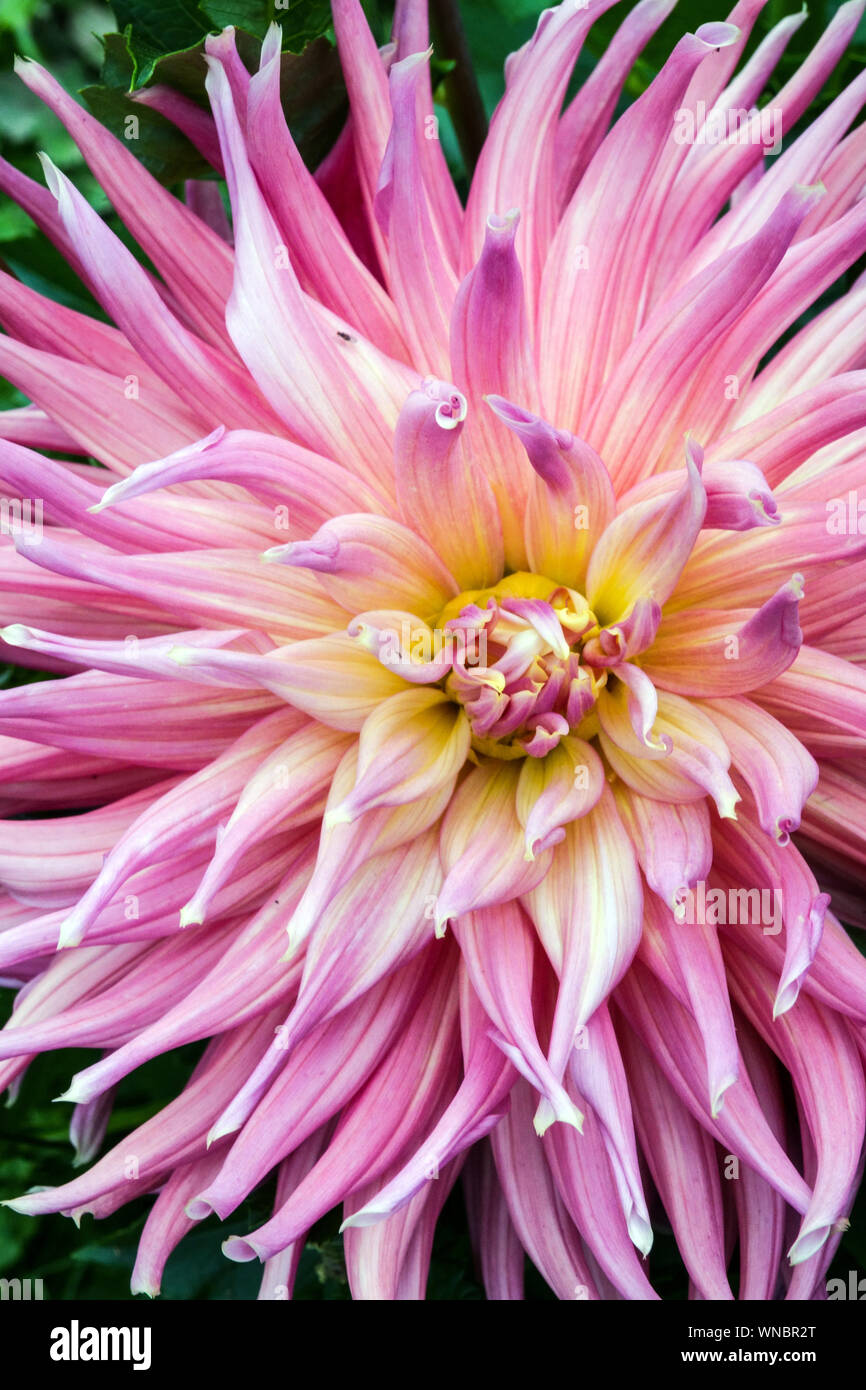 Schönheit Semi-Kaktus Dahlia Nahaufnahme Blume Dahlia 'Skipley Grande' Stockfoto