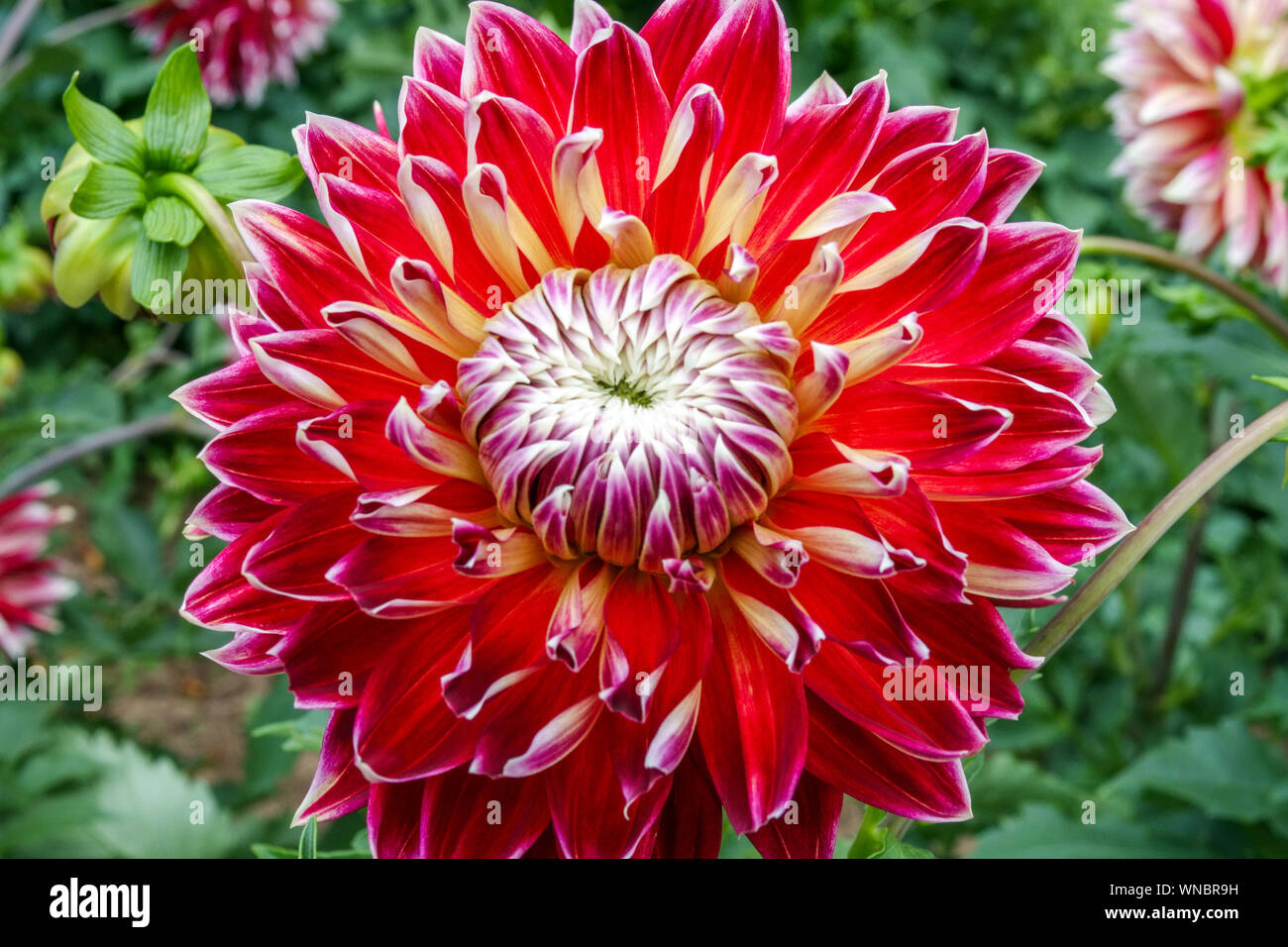 Georgina Rote Dahlia Blume, Dahlien, Dahlia Akita, Einzelblume Stockfoto