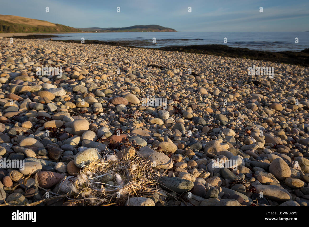 Oyster Catcher Nest auf Arran Strand Stockfoto