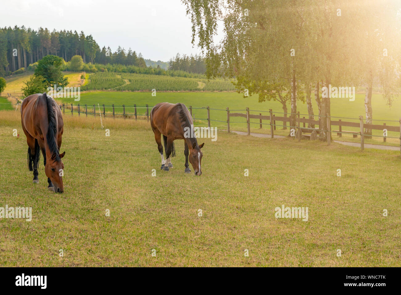 Zwei Pferde, eine sächsische Thüringer schweren warmes Blut und eine westfälische Pferd stehend auf dem Gras und Essen sind. Es ist Sommer, das Gras trocken ist, und der Su Stockfoto