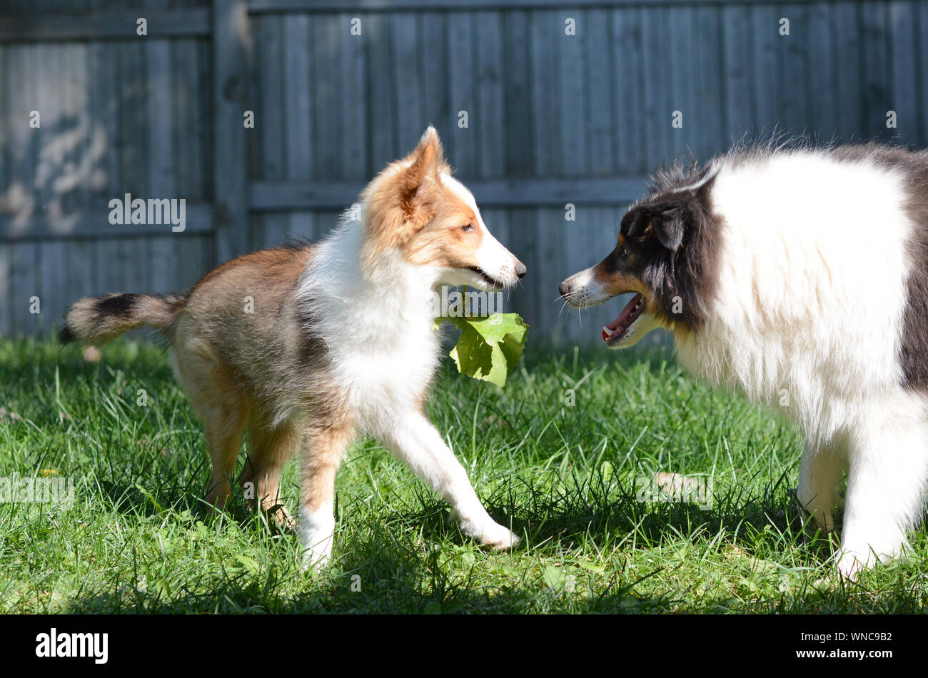 Zwei süße Hunde spielen. Ein erwachsener Tricolour und Zobel Welpen Shetland Sheepdogs (shelties) spielen zusammen, die in einem umzäunten Garten. Stockfoto