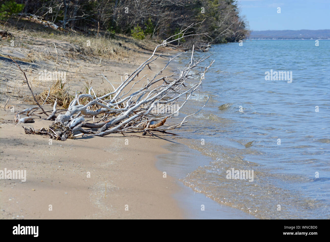 Horizontale Foto von gebleichten Treibholz an der sandigen Küste. Stockfoto