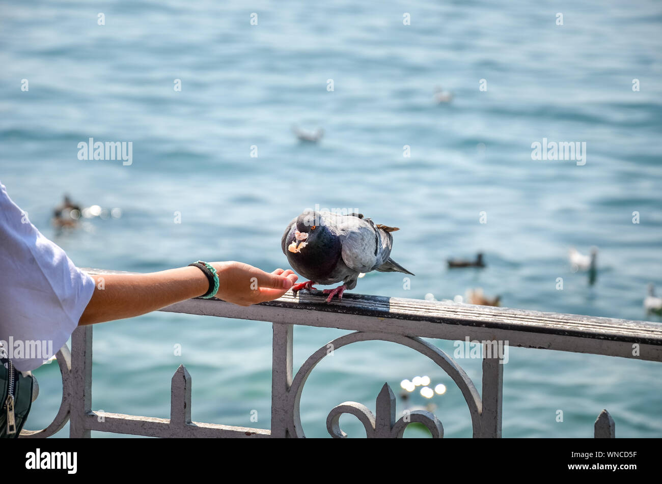 Frau Hand feeding Taube durch den See. Wasser im Hintergrund. Tauben füttern, Tiere. Vögel in der Stadt. Vögel füttern könnte in einigen Ländern illegal. Verbot, verboten. Stockfoto