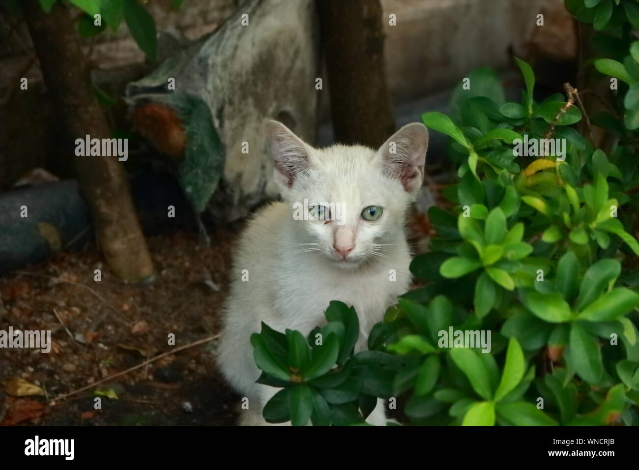 Eine schlechte Stray weiße Katze versteckt sich hinter dem Busch in die Kamera schaut Stockfoto