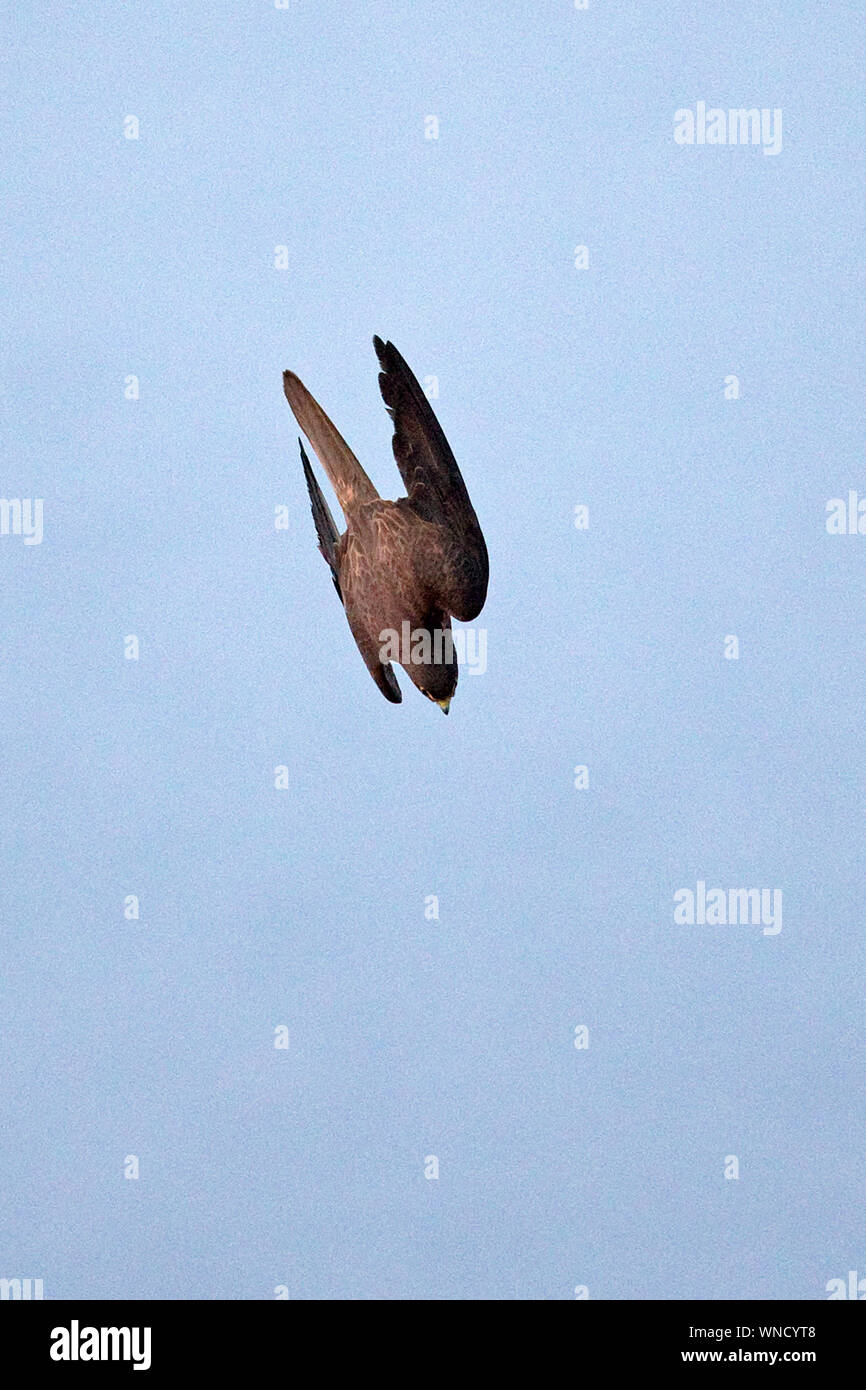 Eleonorenfalken (Falco eleonorae) Stockfoto