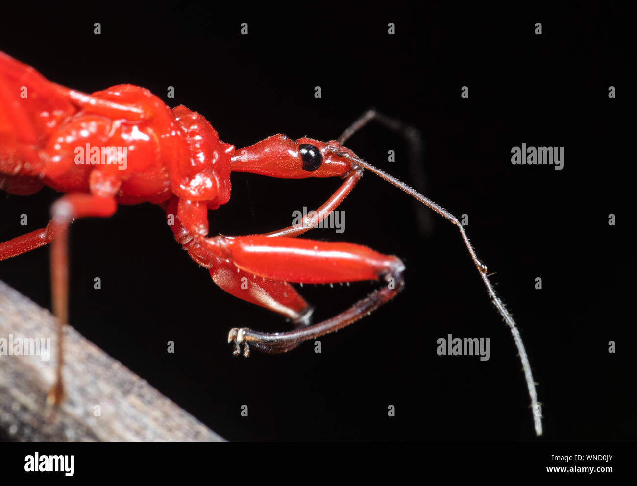 Makrofotografie von Assassin Bug auf Zweig isoliert auf schwarzem Hintergrund Stockfoto