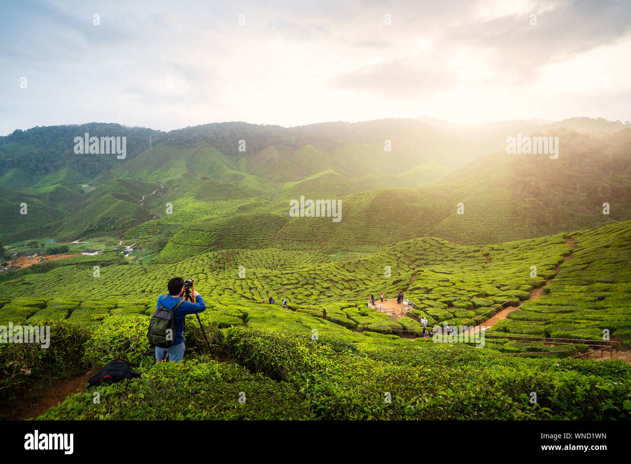 Jungen asiatischen Fotograf in Kaffee Felder mit Nebel zu reisen. Junger Mann Reisender ein Foto von bergtee Feld nehmen, genießen Sie Tee Plantagen in Kameras Stockfoto