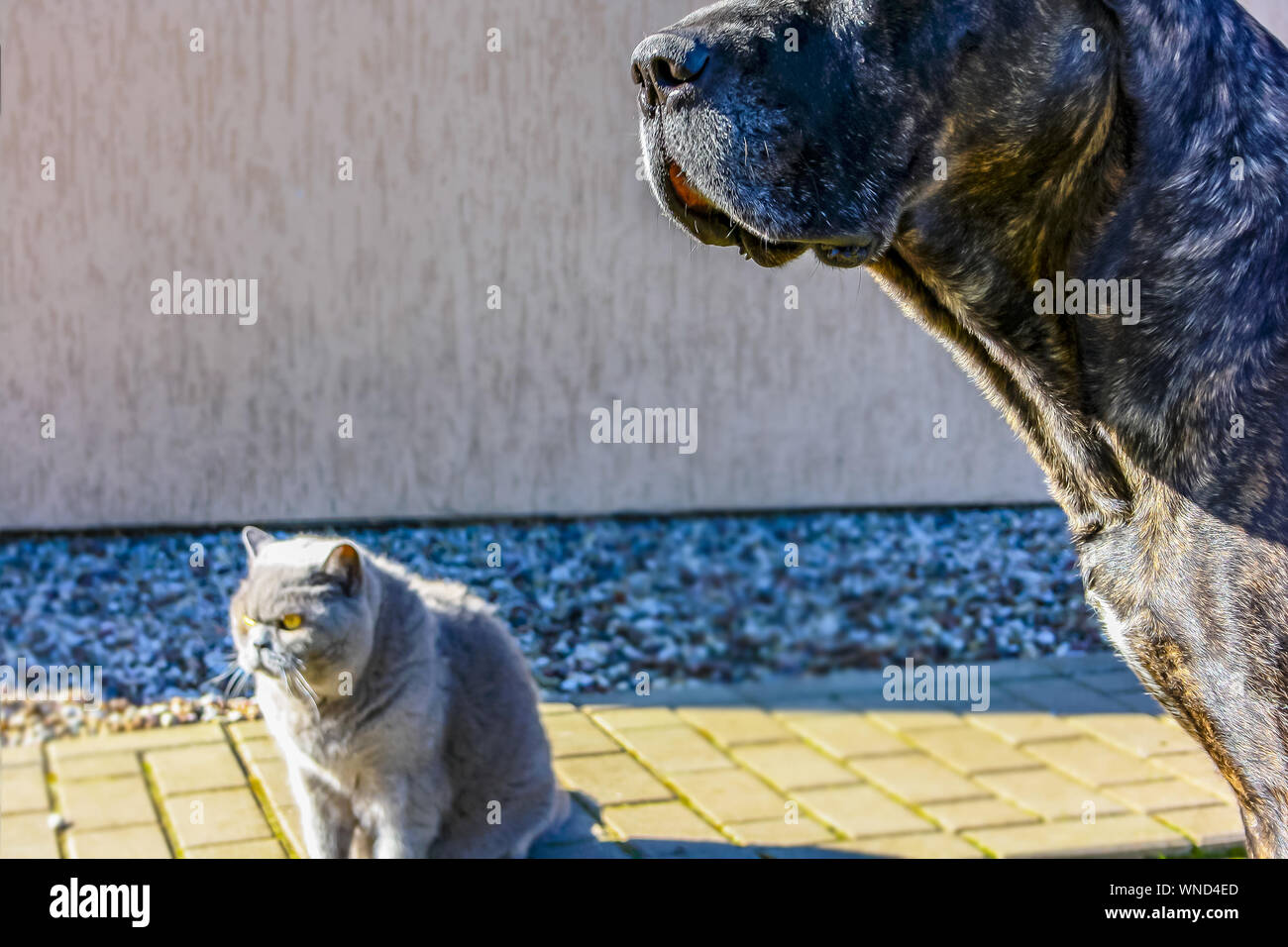 Cane Corso Hund mit Katze schaut zu Hause. Outdoor. Frühling Stockfoto