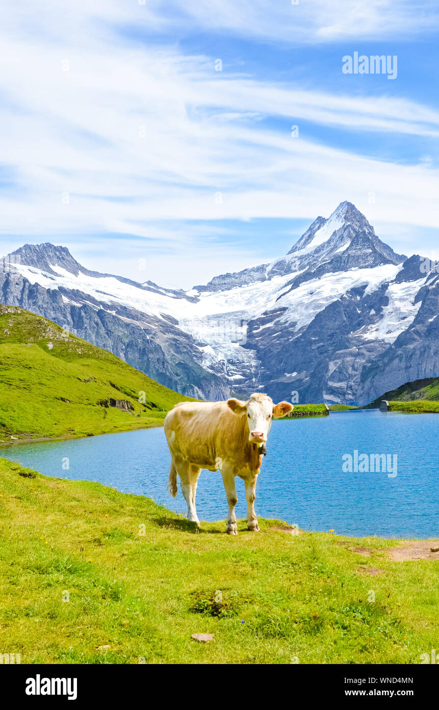 Kuh stand vor der schönen Bachalpsee in den Schweizer Alpen. Berühmte Berge Eiger, Jungfrau und Mönch im Hintergrund. Alpenkühe. Schweiz Natur. Die schneebedeckten Berge. Wild, Vieh. Stockfoto